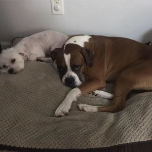 Meet your Posher, Iva